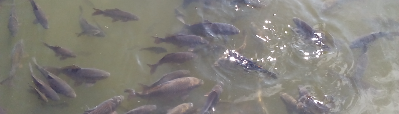 Profile banner image for MikeHammond