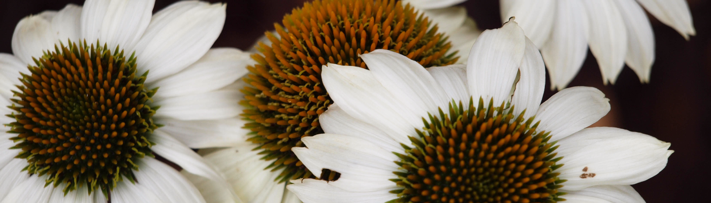 Profile banner image for emmajohnson