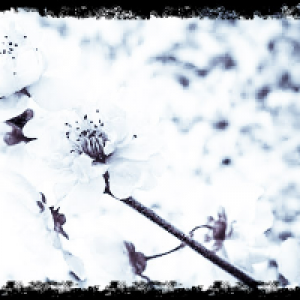 Profile avatar image for lauren_gray