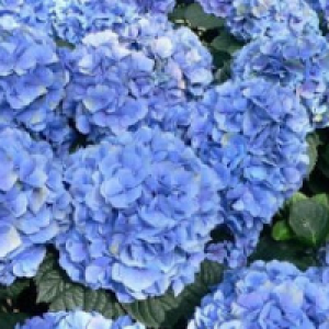 Profile avatar image for NotPoe