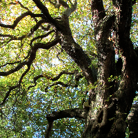 Profile avatar image for Aloysius