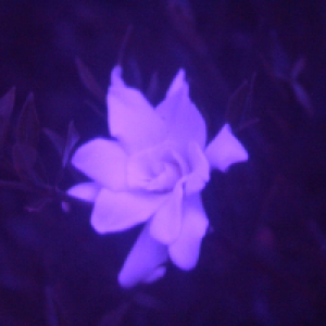 Profile avatar image for JadeMcClure