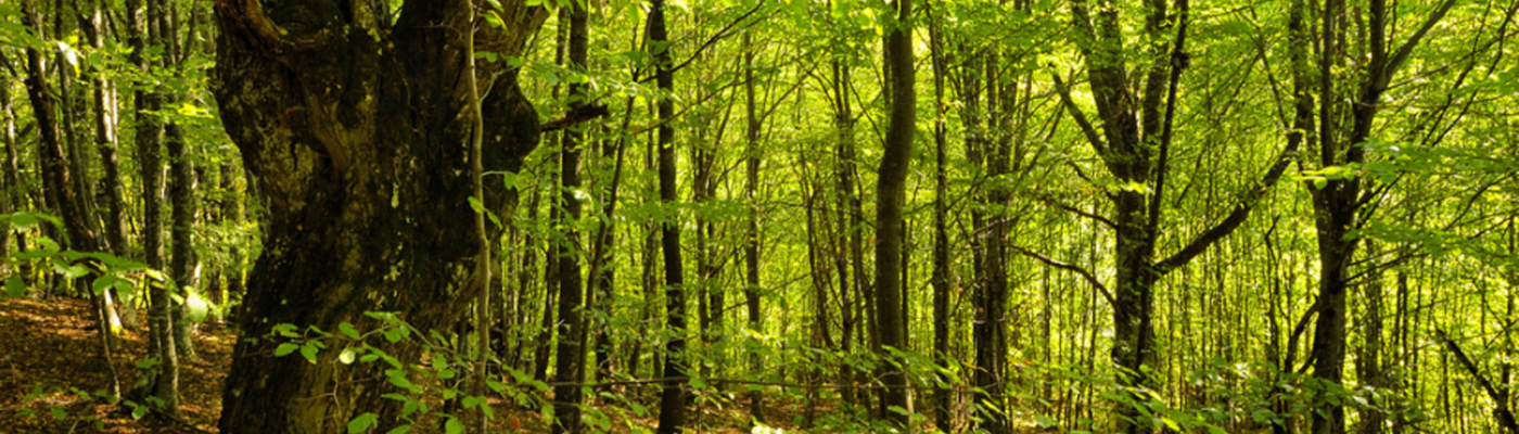 Profile banner image for HummingBird