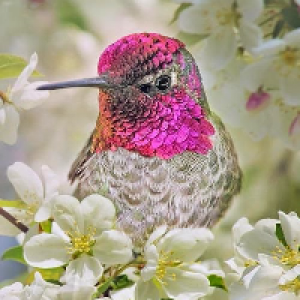 Profile avatar image for HummingBird
