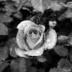 Profile avatar image for bluebellz