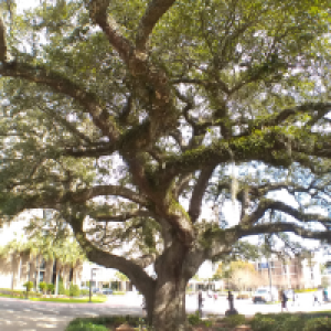 Profile avatar image for RebeccaReignn