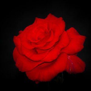 Profile avatar image for Aora1