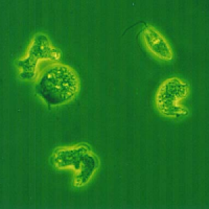 Profile avatar image for Catethulhu