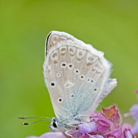 Profile avatar image for pogomcl