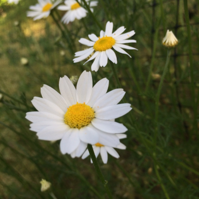 Profile avatar image for Lambyisthe1