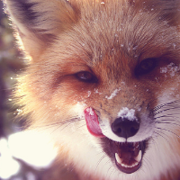 Profile avatar image for MurmurOfTheFox