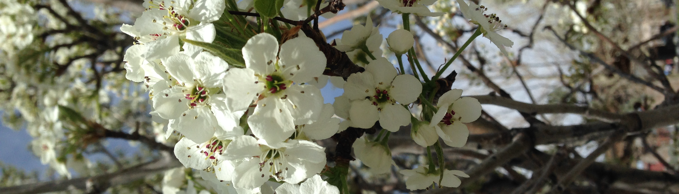 Profile banner image for thomthoms