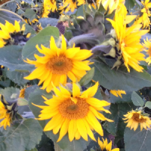 Profile avatar image for SophieRose