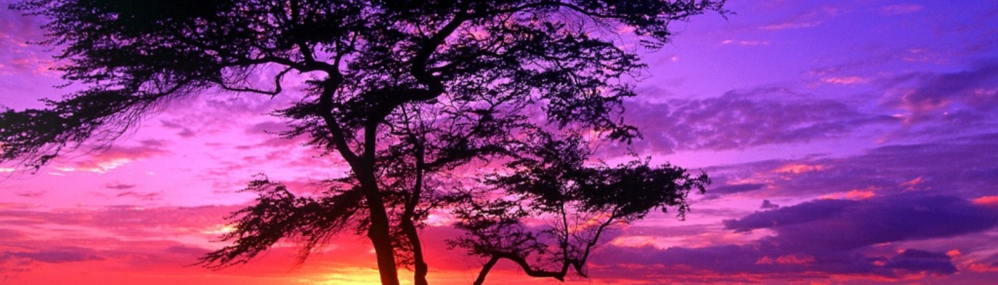 Profile banner image for lavendarmaggots