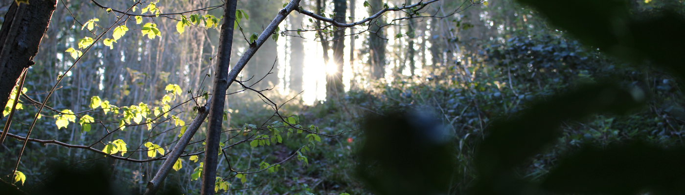 Profile banner image for AshaDC