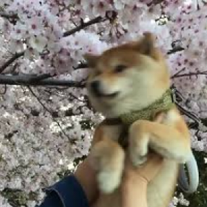 Profile avatar image for kinseya