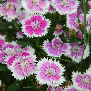 Profile avatar image for AddieRivers610