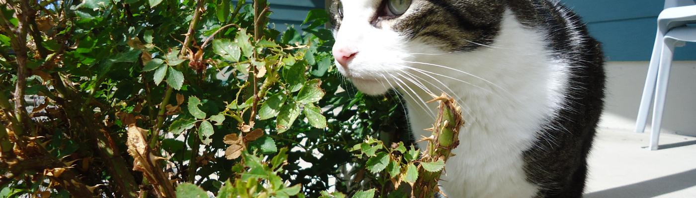 Profile banner image for LadyIcarus