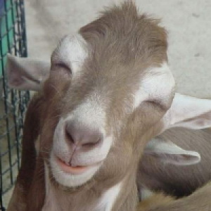 Profile avatar image for DoeNotes