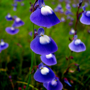 Profile avatar image for sms