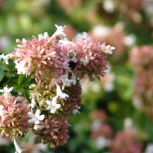 Profile avatar image for TechLight