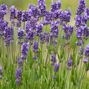 Profile avatar image for LassyDamara