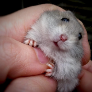 Profile avatar image for animbella2