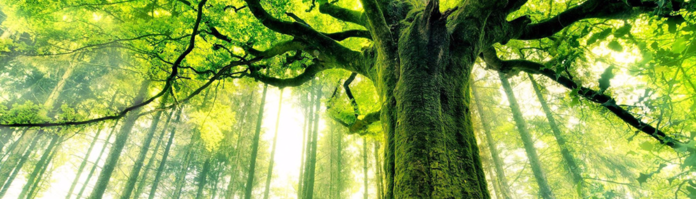 Profile banner image for JessG