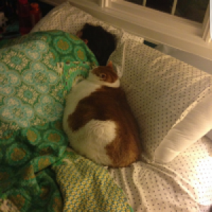 Profile avatar image for orabilis493