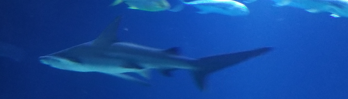 Profile banner image for PisceanMystery