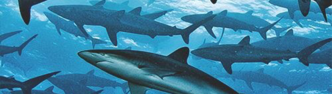 Profile banner image for Kemurikage