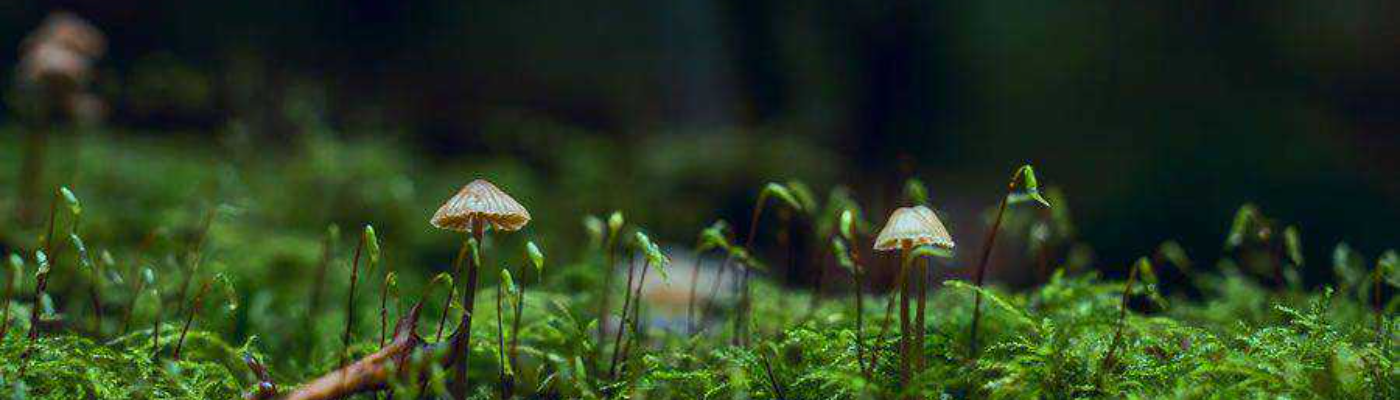 Profile banner image for sleepy