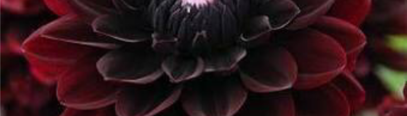 Profile banner image for Lyns76