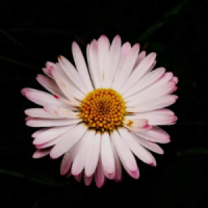 Profile avatar image for Teraeditor