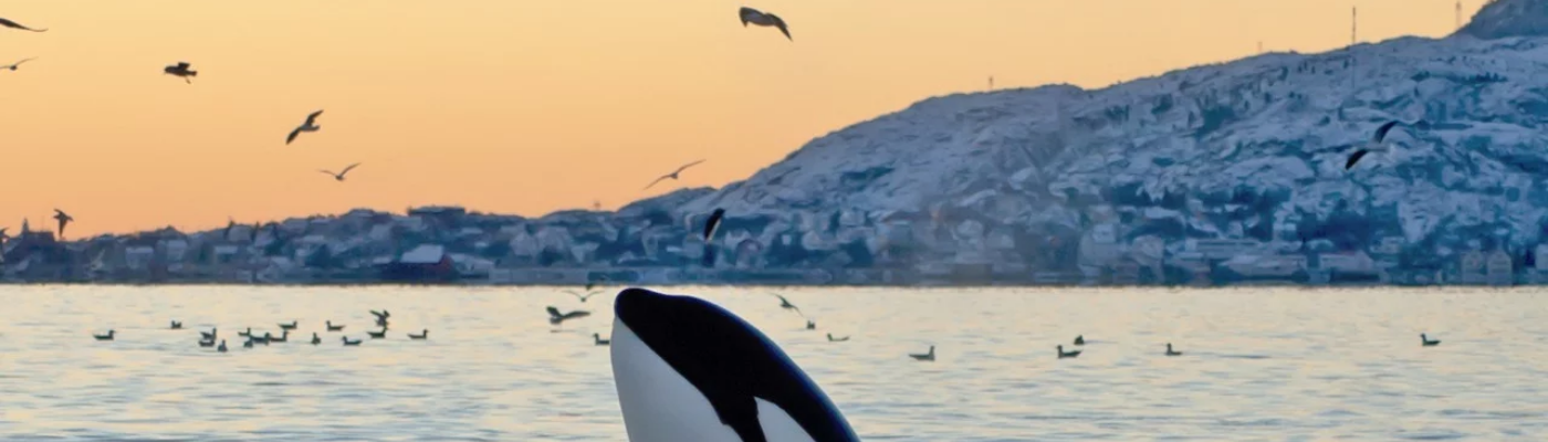 Profile banner image for amandanhooley