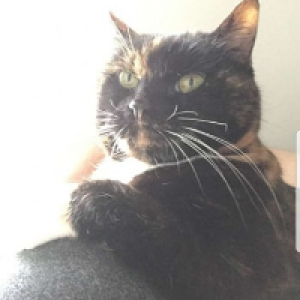 Profile avatar image for GiantCatGods