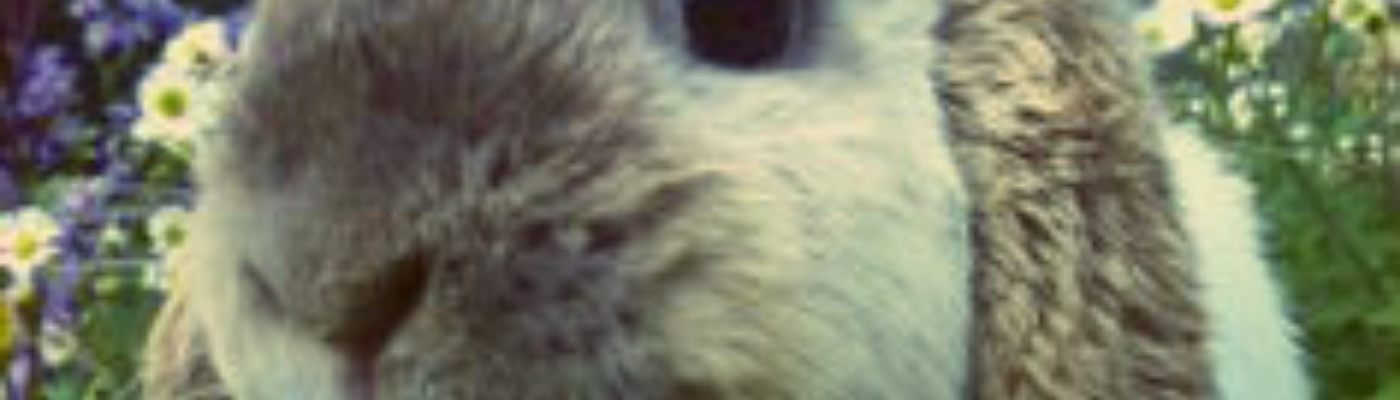 Profile banner image for CHARISDIAMOND