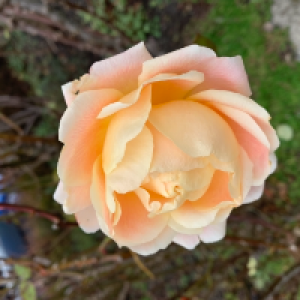 Profile avatar image for DeAnn