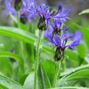 Profile avatar image for InvisibleWish