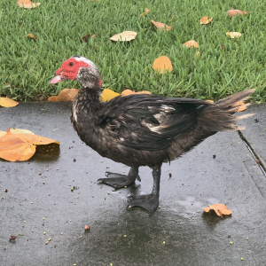 Profile avatar image for The_Duck