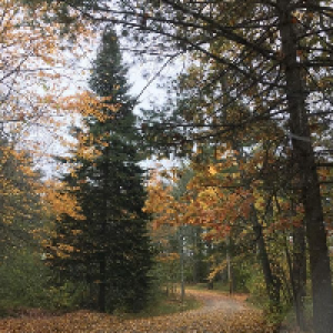 Profile avatar image for CircusGymGirl