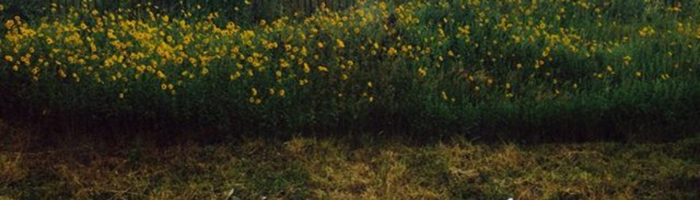 Profile banner image for HanKim