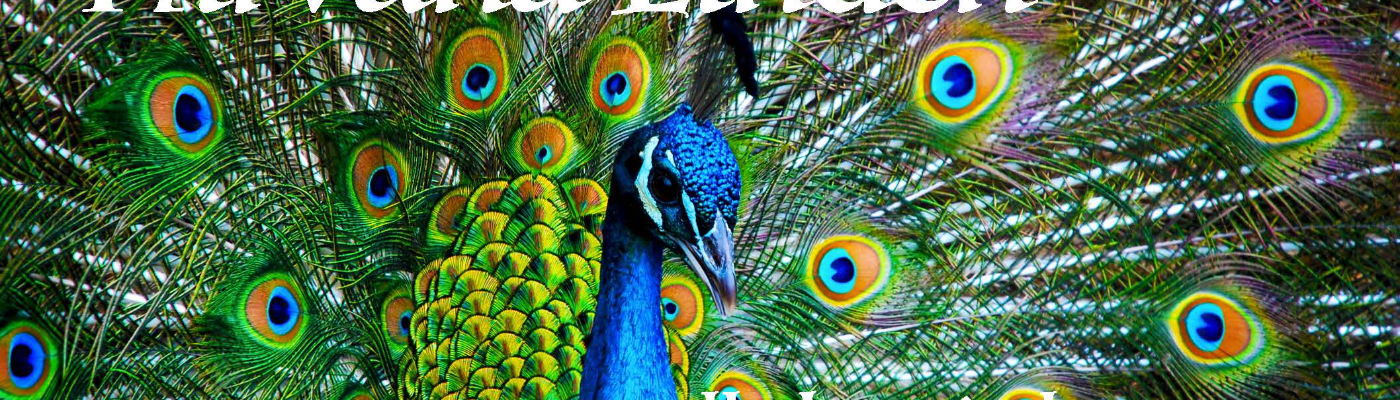 Profile banner image for CLinden