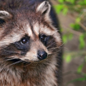 Profile avatar image for Lira