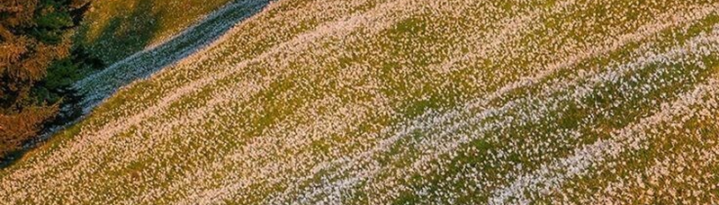 Profile banner image for amaah