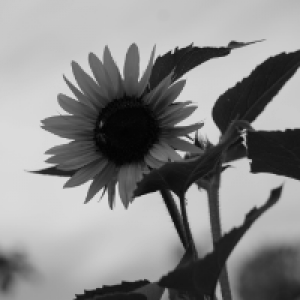 Profile avatar image for SonnyTreblot