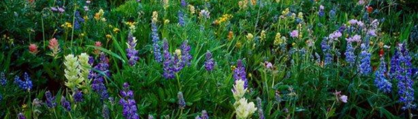 Profile banner image for BradfordPark