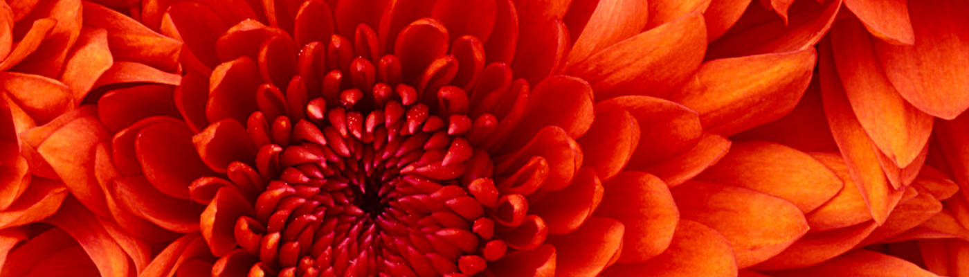 Profile banner image for cuyraq