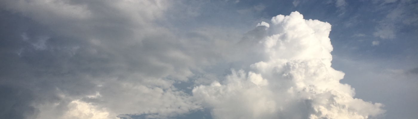 Profile banner image for wildflowerr