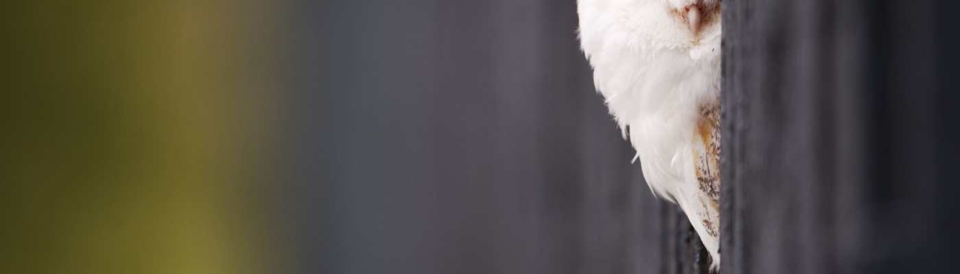 Profile banner image for Nightowl